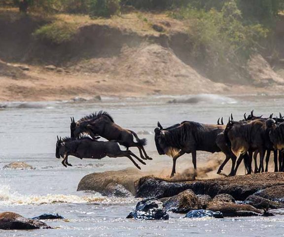 Wildebeest Migration Western Corridal