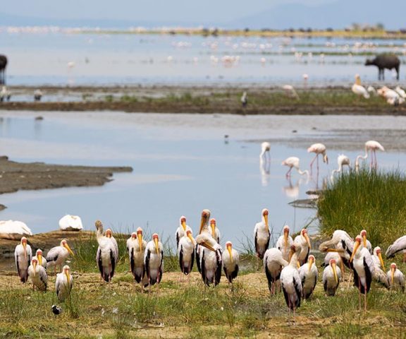3 Days Safari To Lake Manyara, Tarangire & Ngorongoro Crater