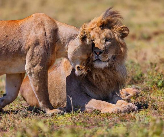 5 days Safari to Lake Manyara, Serengeti & Ngorongoro Crater