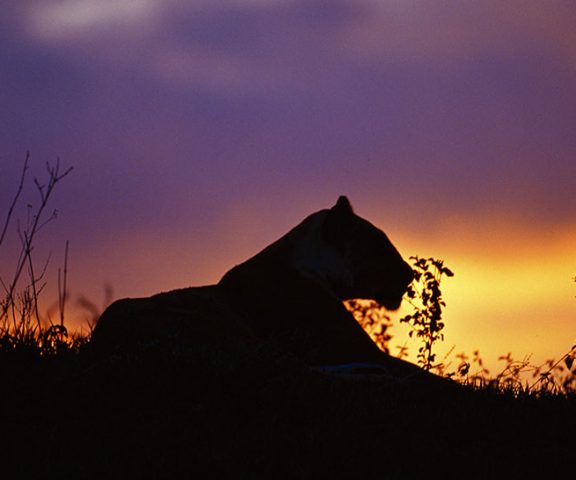 4 Days Safari Tour To Lake Manyara, Ngorongoro & Serengeti