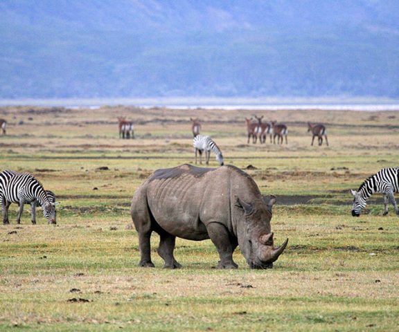6 Day Safari Ngorongoro, Lake Manyara, Serengeti & Tarangire
