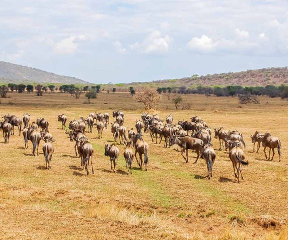 3 Days Safari Tarangire, Ngororngoro & Lake Manyara