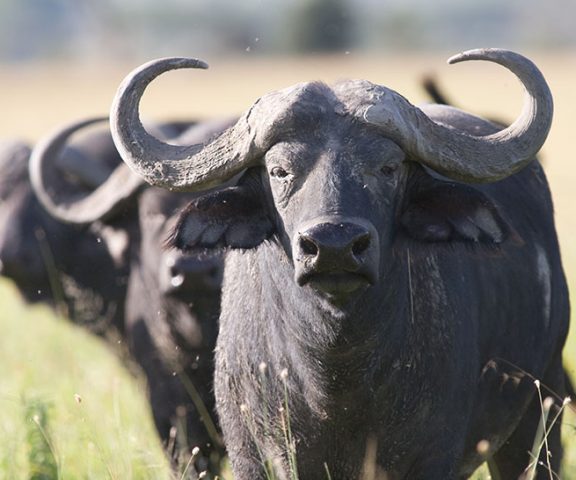 4 Day Safari Tarangire, Ngorongoro & Serengeti