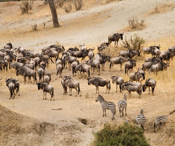 5 Day Safari Tarangire, Serengeti & Ngorongoro